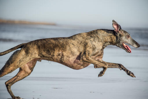 A whippet's wonderful long body and pointed ears