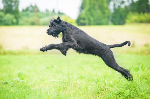 Giant-schnauzer-jumping