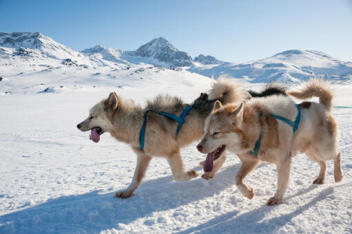 can a alaskan husky live in greenland