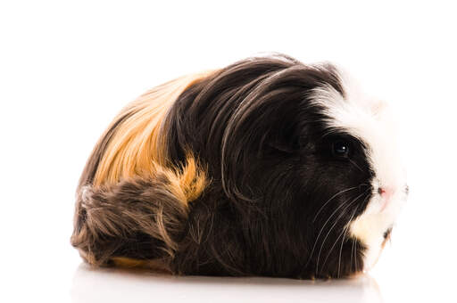 A coronet guinea pig's wonferful long black white and ginger fur