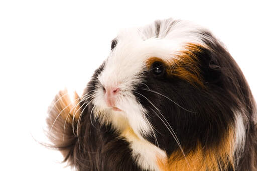 A close up of a coronet guinea pig's lovely little pink nose