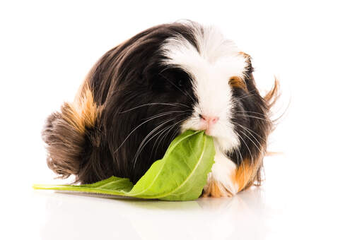 A lovely little coronet guinea pig chewing on a leaf