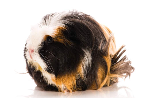 The beautiful long soft coat of a coronet guinea pig