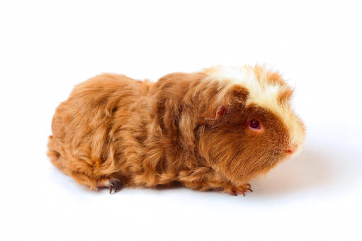 A merino guinea pig with wonderful soft fur