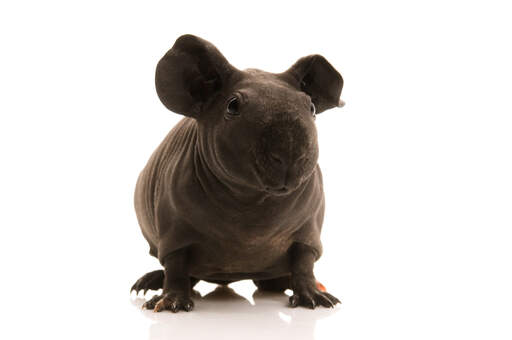 A close up of a skinny guinea pig's wonderful big ears