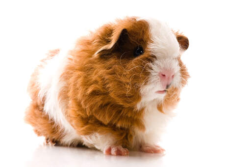 Long haired shop texel guinea pig
