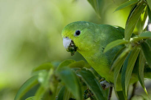 A beautiful blue winged parrotlet, feeding in a tree