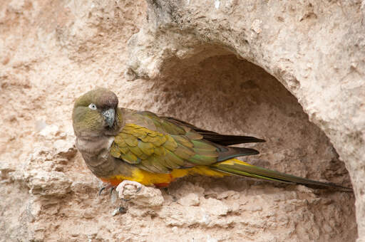 A burrowing parakeet's beautiful green and yellow feather pattern