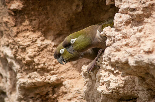Two burrowing parakeet perching on the edge of a cliff