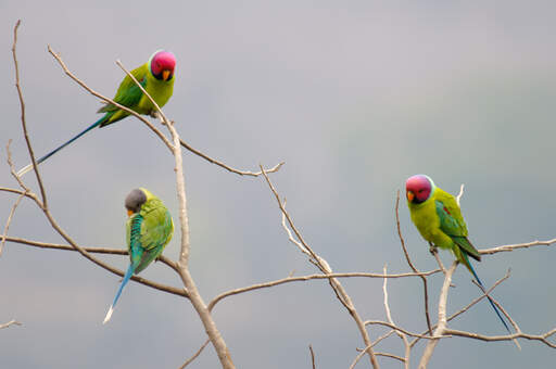 Three plum headed parakeets perched in a tree