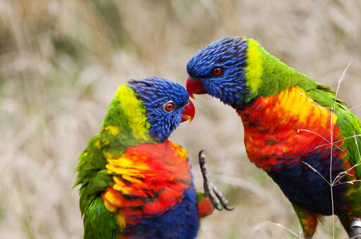 Two rainbow lorikeets showing off their incredible colour patterns