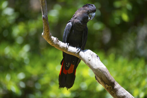 A red tailed black cockatoo's big, black beak