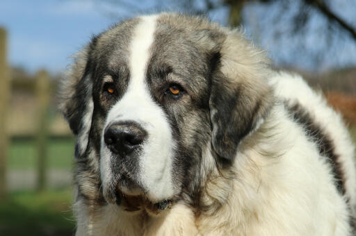 Pyrenean-mastiff-face