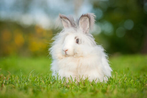 The beautiful thick fluffy fur of an anGora rabbit