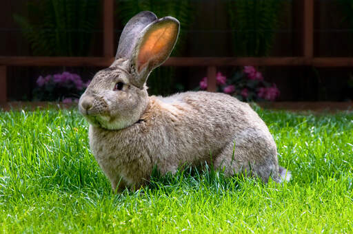 The lovely great big ears of a flemish giant rabbit