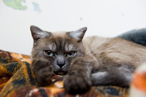 British shorthair smoke cat looking out from a blanket