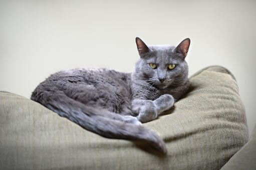 A regal looking korat cat