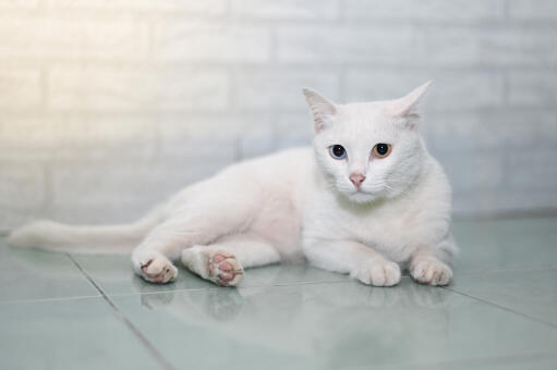 Khao manee cat lying on a tiled floor