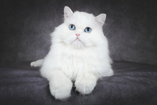 Fluffy blue-eyed persian cat portrait
