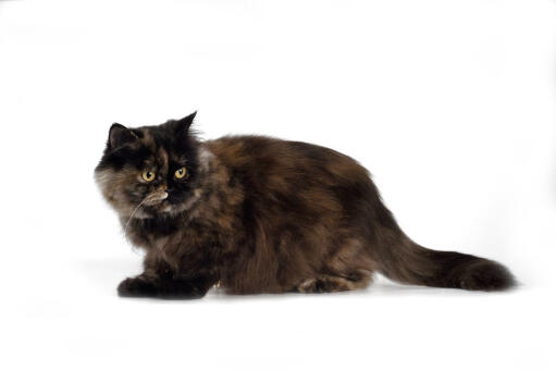 Tortie persian smoke cat side profile against a white background
