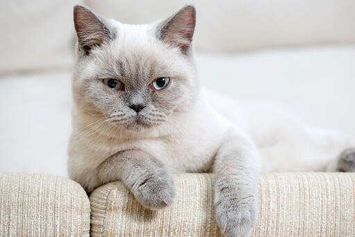 British shorthair colourpoint cat leaning over a sofa arm