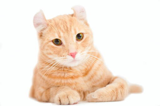 A ginger shorthair american curl with a pink nose