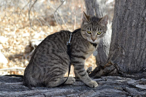 A lovely american bobtail with tabby markings