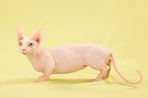 A stumpy legged bambino cat with a long pink tail