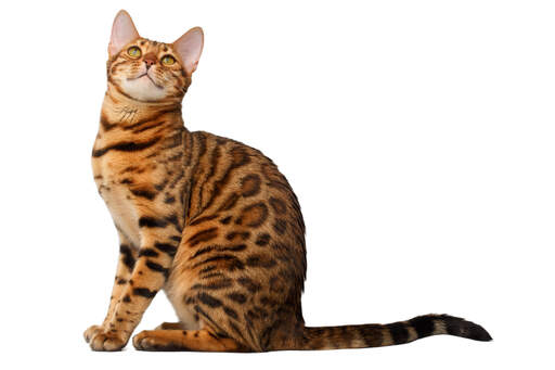 A well muscled bengal cat with a rosetted coat