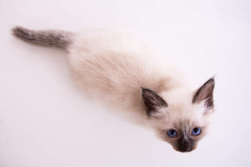A seal pointed birman kitten with very blue eyes