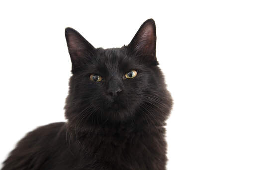 A lovely bombay cat with Golden eyes