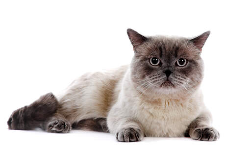 Red colourpoint cheap british shorthair