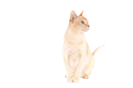 A rare orange burmese cat with a pink nose