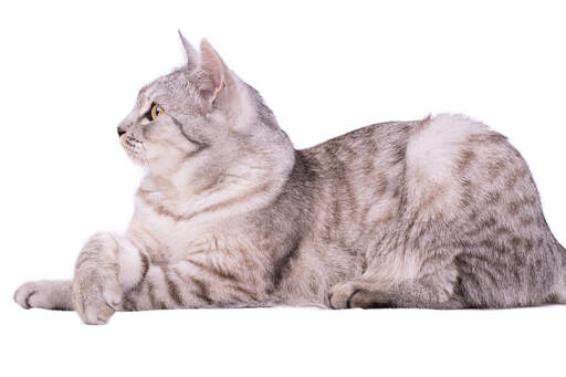 A tabby european shorthair lying down with its paws crossed