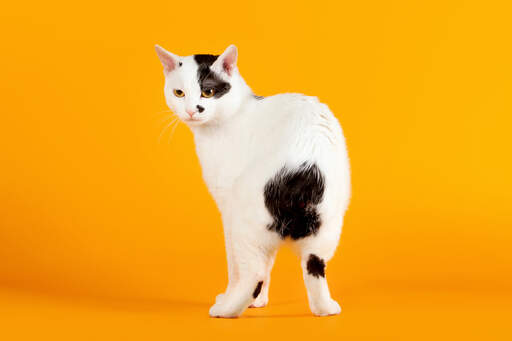 A happy japanes bobtail cat showing off its tail