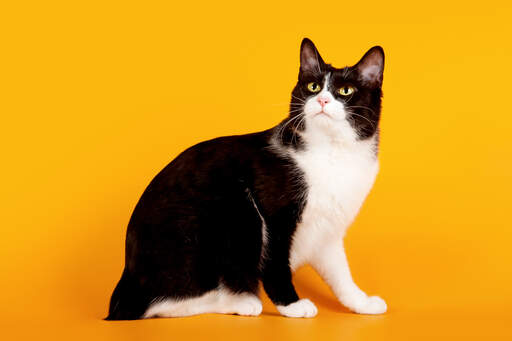 A sweet japanese bobtail sitting