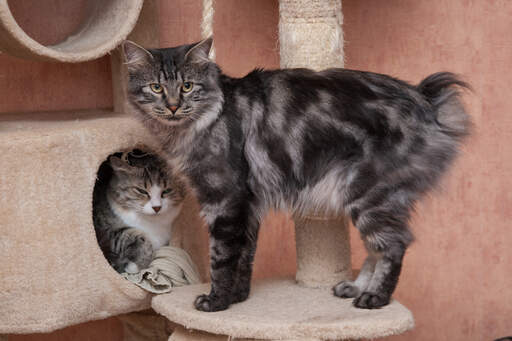 A marbled tabby kurillian bobtail with a feathery coat