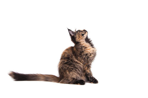 A young fluffy maine coon with tipped ears