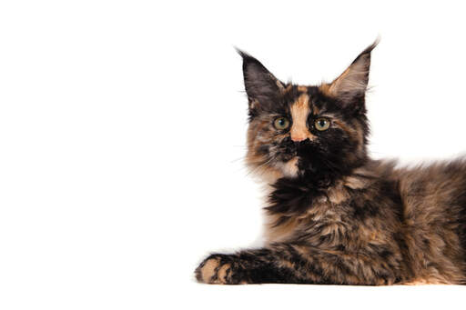 A young tortie maine coon with an orange patch on the bridge of its nose