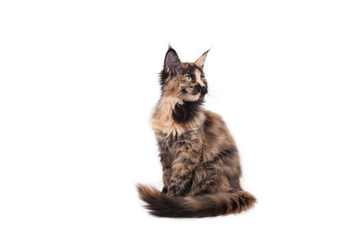 A young tortie maine coon with black tipped ears