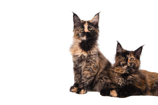 Two young maine coon cats