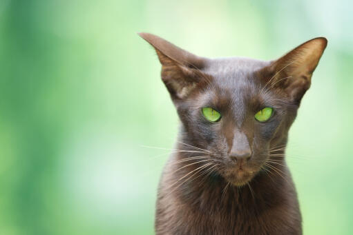 A lovely cinnamon oriental with green eyes