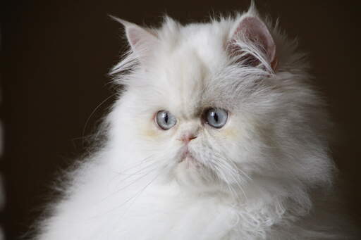 A creamy white cameo cat with a fluffy coat