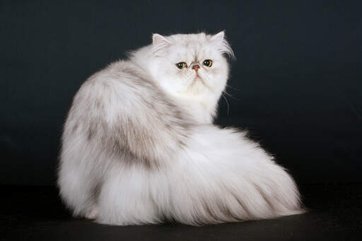A shaded silver persian with its unique squashed face