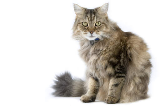 A lovely ragamuffin cat with a fluffy coat