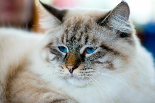 A pretty ragamuffin cat with lovely blue eyes