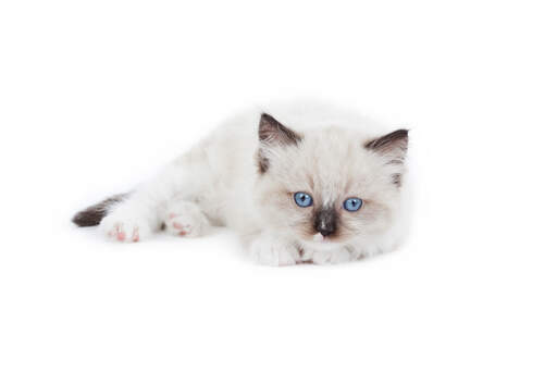 A ragdoll kitten that has just started to develop pointed markings