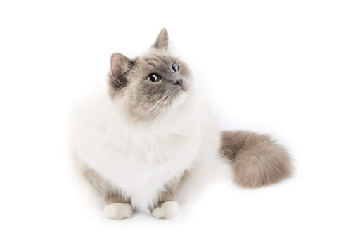 Ragdoll silver on sale