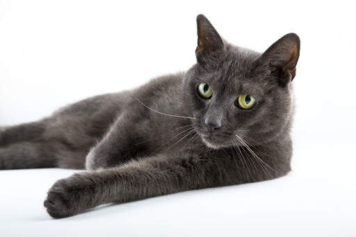 An inquisitive russian blue lying down