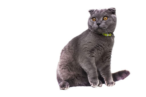 A grey scottish fold cat